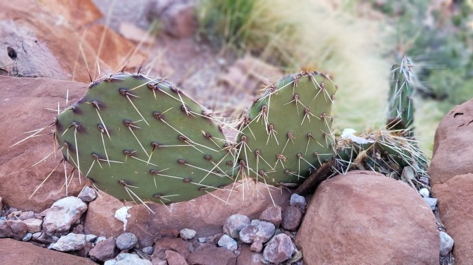 backpacking trekking hiking Grand Canyon32